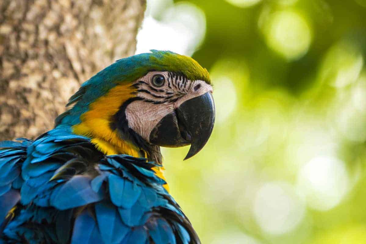 Blauwe ara in Pantanal fotografiereis