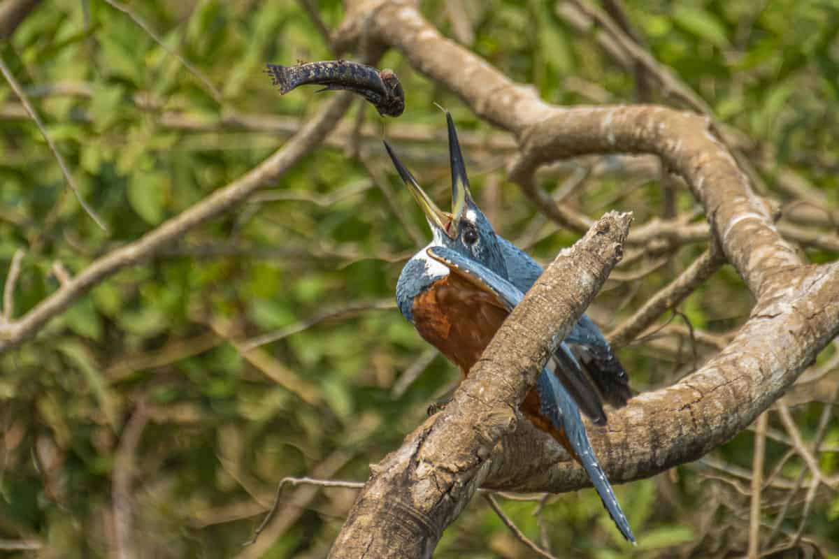 Fotoreis Brazilie IJsvogel met via IJsvogel met vis in Pantanal Brazilië