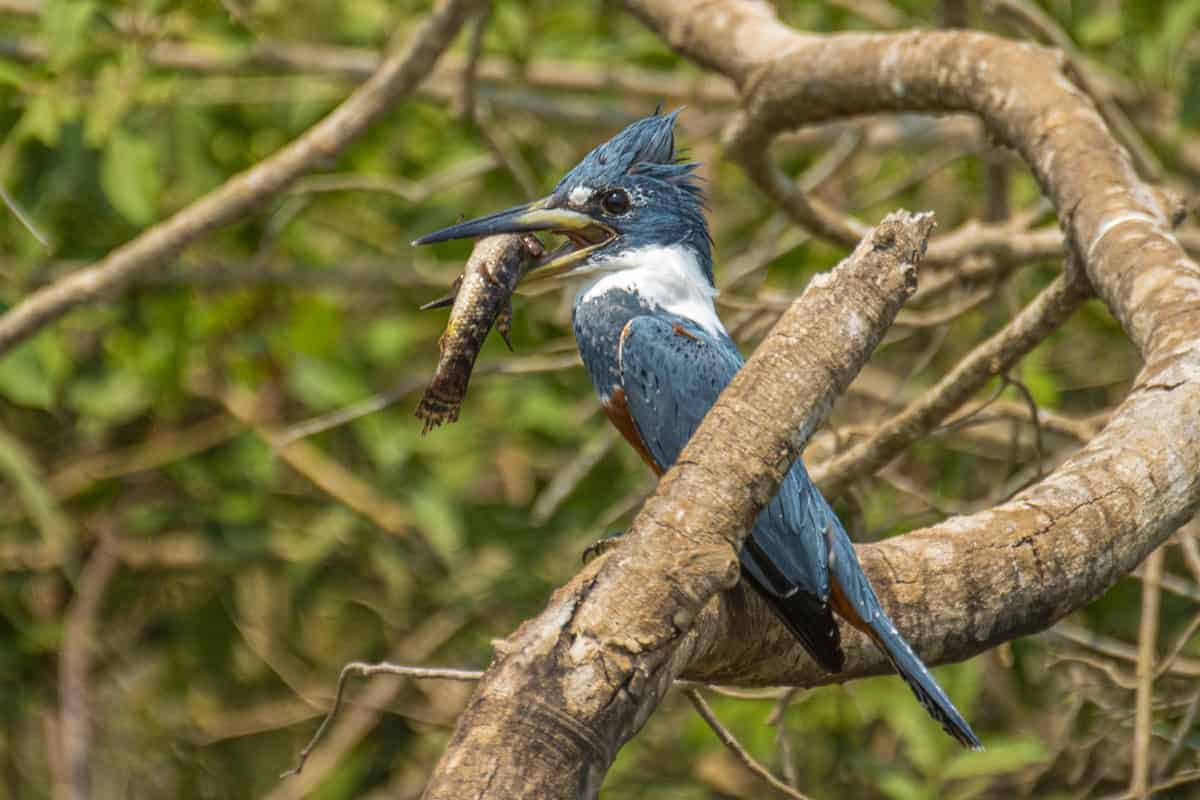 Fotoreis Brazilie IJsvogel met vis IJsvogel met vis in Pantanal Fotoreizen Brazilië