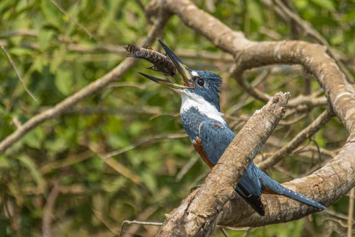 Fotoreis Brazilie IJsvogel met vis IJsvogel met vis in Pantanal Brazilië