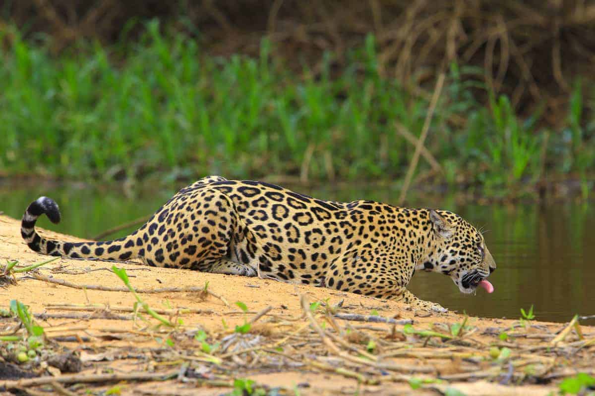 De jaguar in de Pantanal tijdens de fotoreis Brazilië