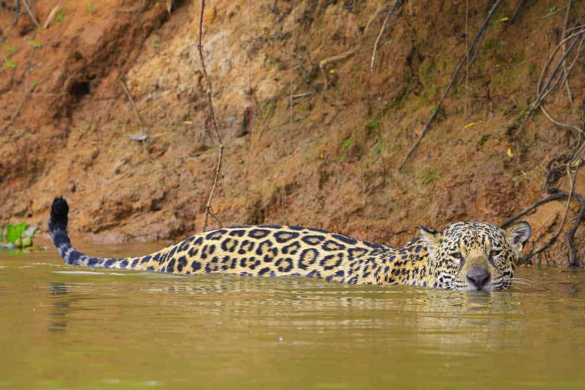 Jaguar in de rivier tijdens de fotografiereis Pantanal Brazilië