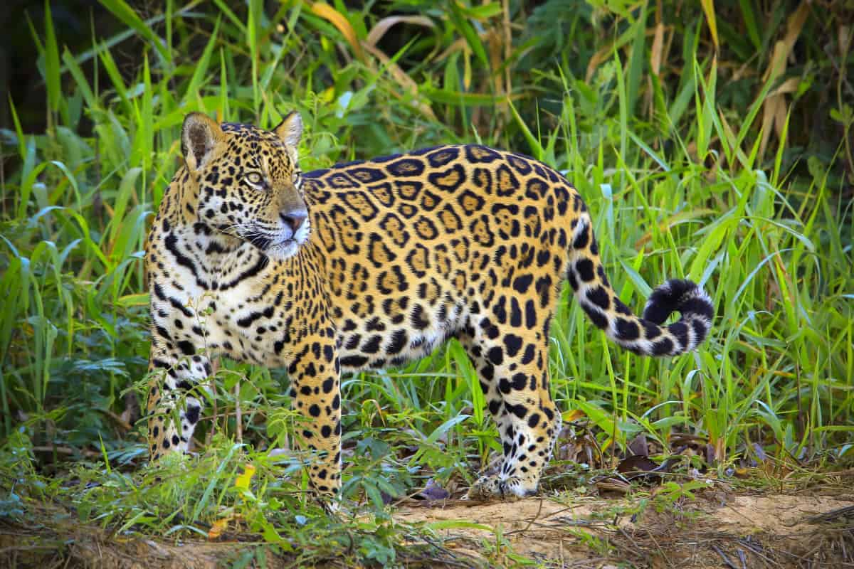 Fotograferen door Pantanal Brazilië, de jaguar