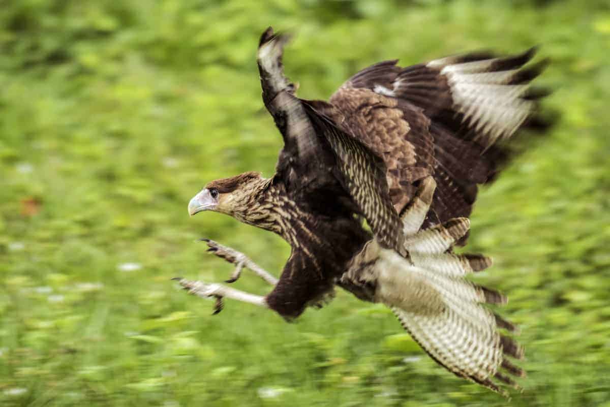 Vliegende arend tijdens de fotografiereis naar de Pantanal