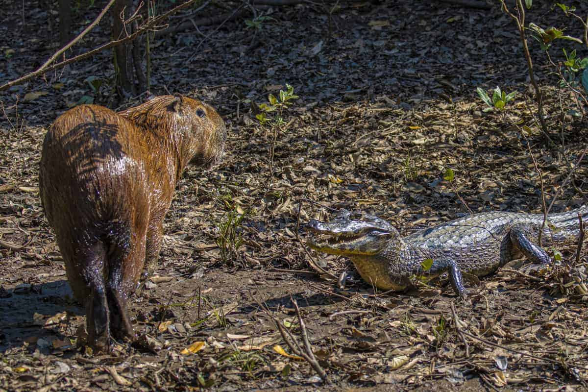 Fotoreis Brazilie bever en kaaiman Capibari ontmoet kaaiman tijdens de fotografiereis naar Brazilië.