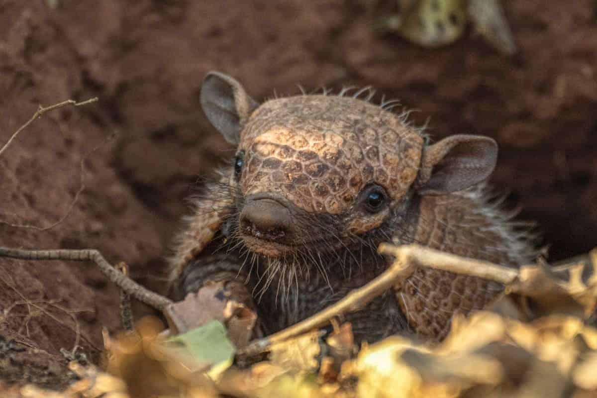 Fotoreis Brazilie gordeldier Gordeldier tijdens de fotografiereis door Pantanal Brazilië.
