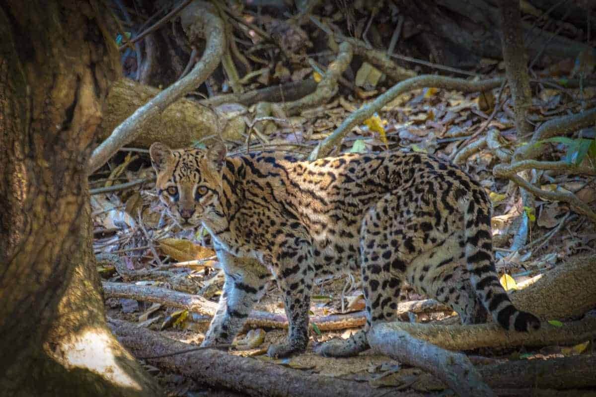 Fotoreis Brazilie Ocelot Ocelot in Pantanal fotografiereis.