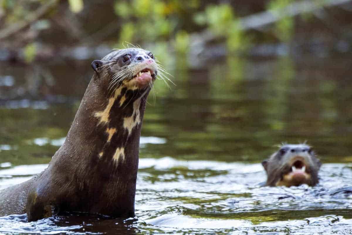 Otters in het water in Pantanal Brazilië