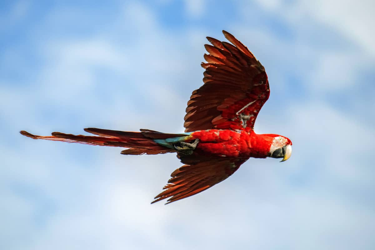 Rode papegaai vliegend in de lucht