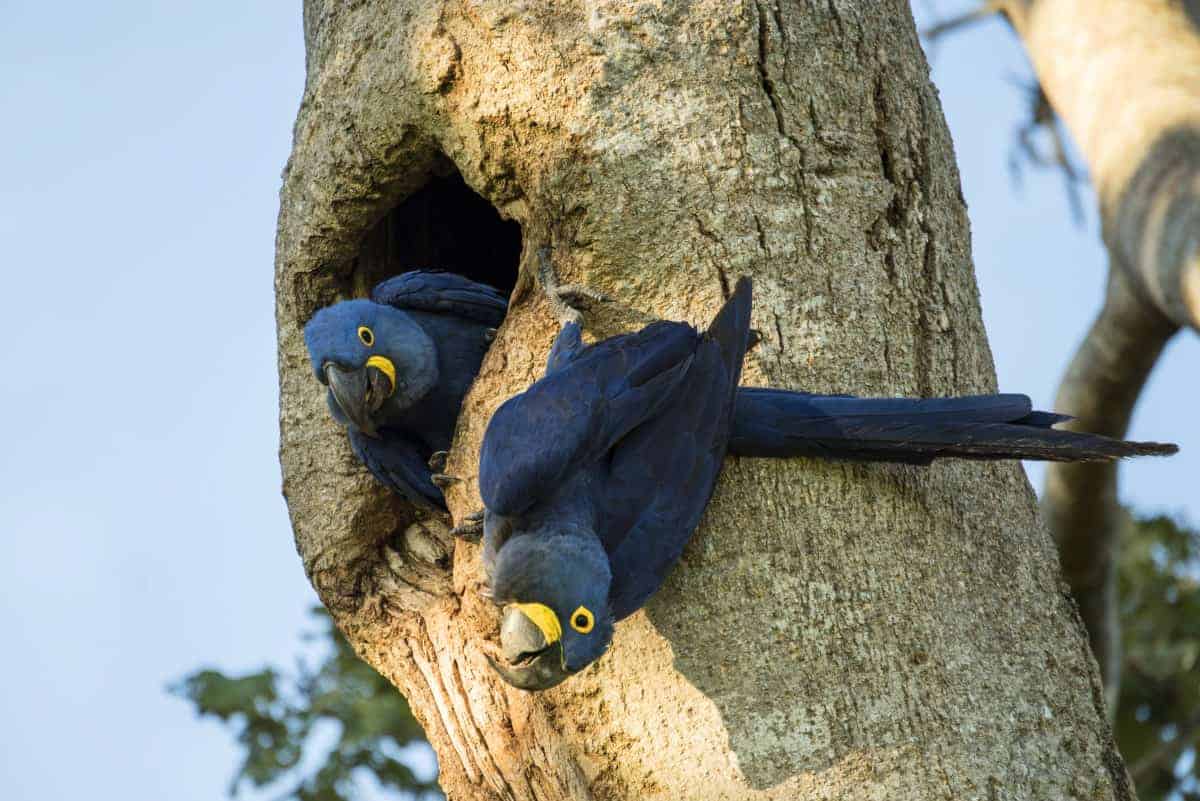 Blauwe parkieten tijdens de fotografiereis naar Pantanal