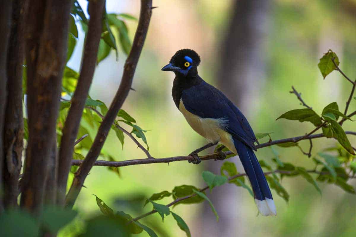 Blauwe vogel in Pantanal