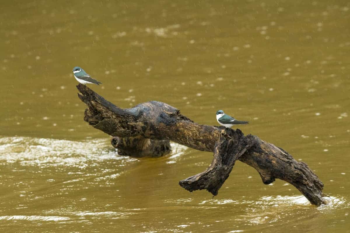 Fotoreis Costa Rica Vogels op boomstam tijdens de fotoreis Costa Rica