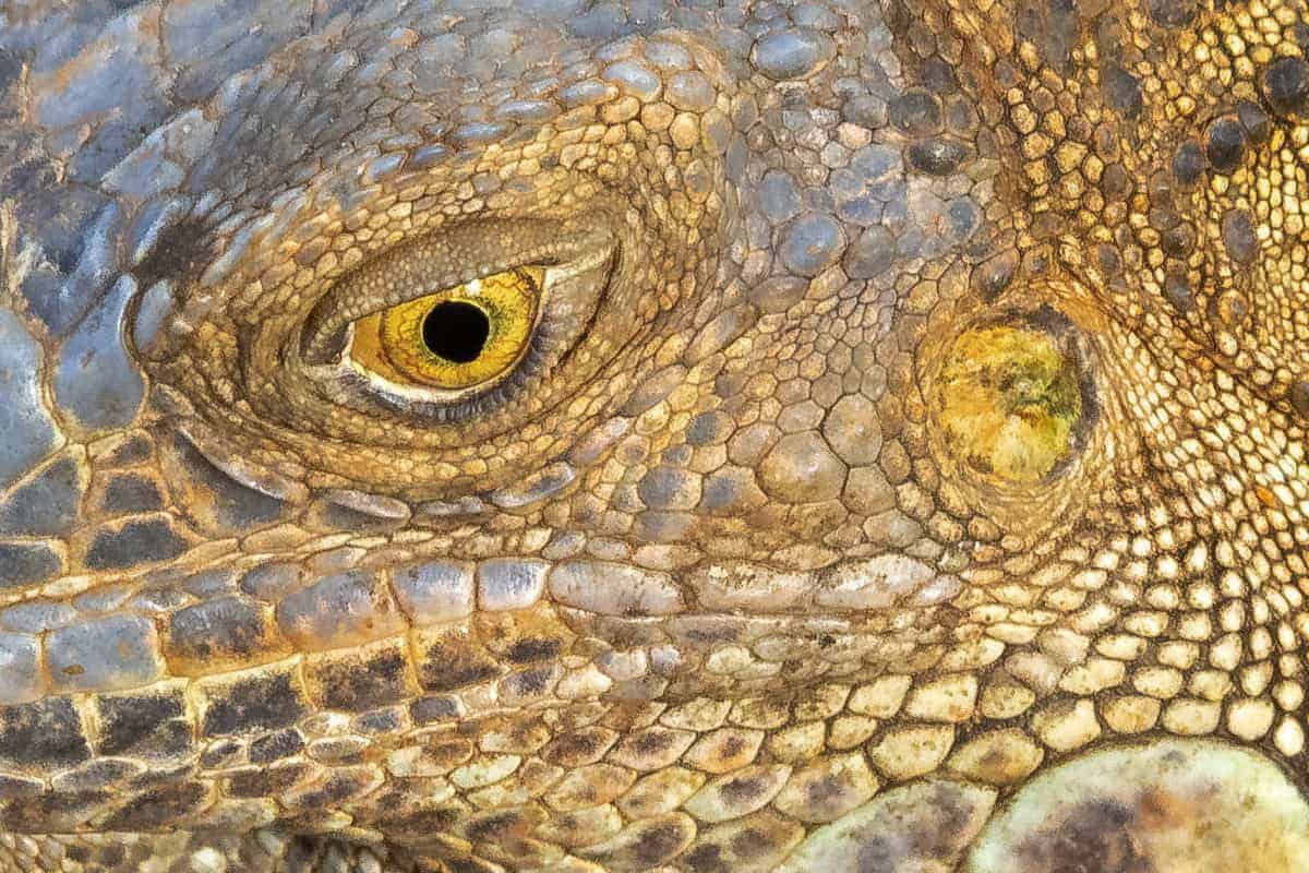 Fotoreis Costa Rica Oog van een leguaan fotoreis Costa Rica