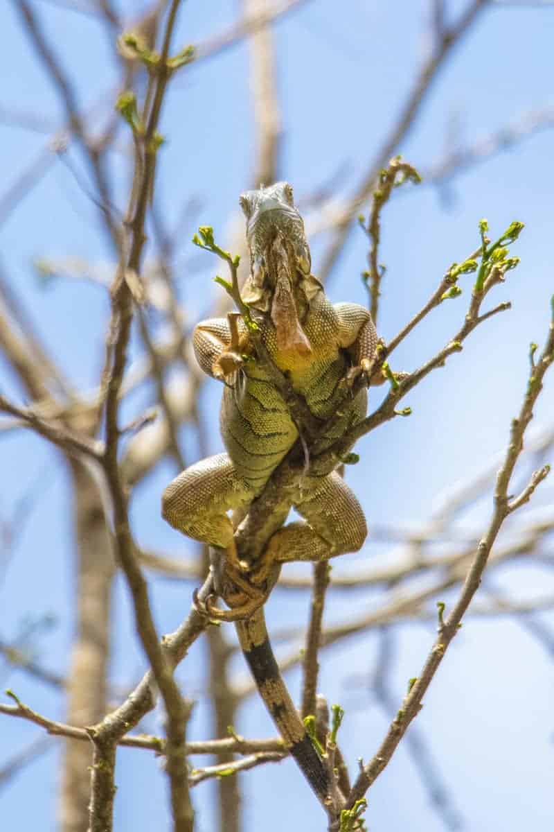 Fotoreis Costa Rica Leguaan van onderen Fotoreis Costa Rica Leguaan van onderen