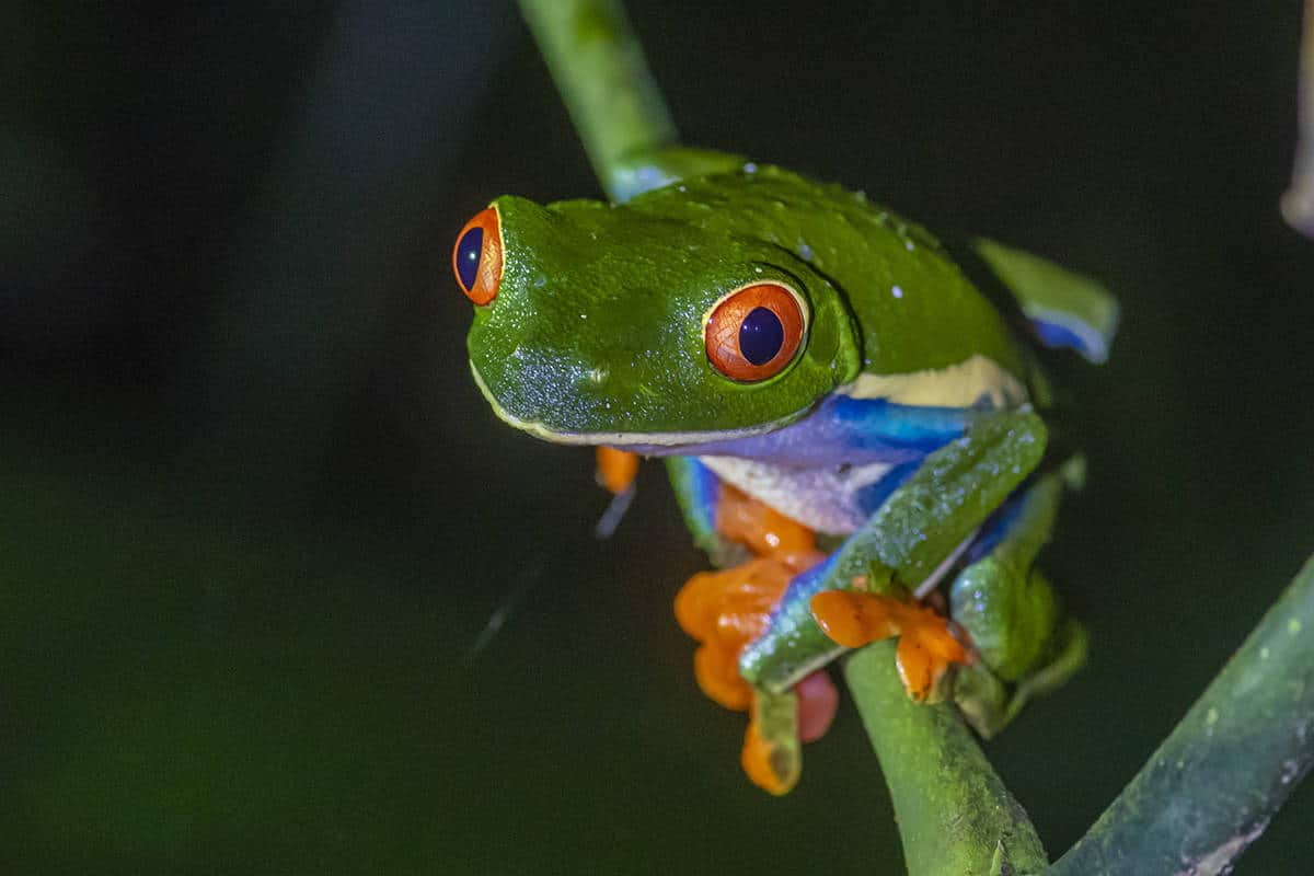 Fotoreis Costa Rica Roodoogmakikikker Fotoreis Costa Rica Roodoogmakikikker