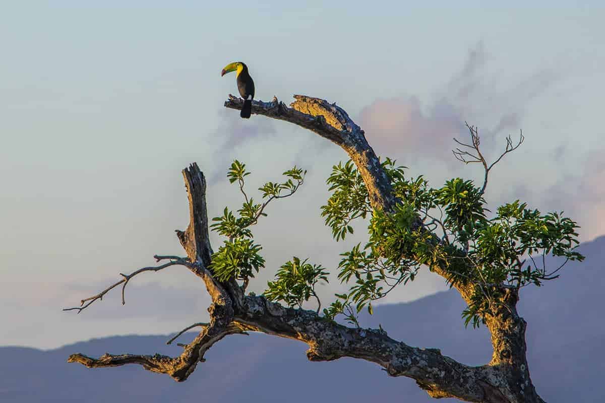 Fotoreis Costa Rica Tukan op tak