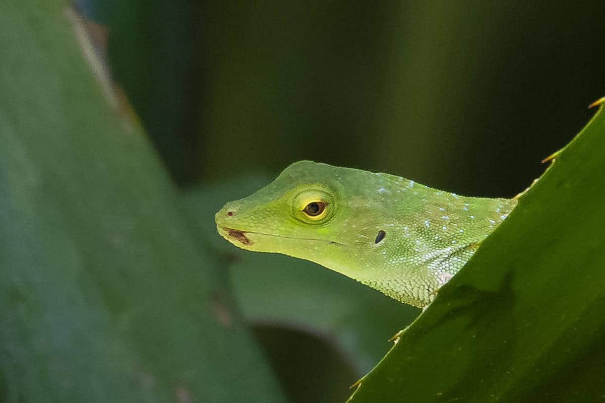 Fotoreis Costa Rica - kiekeboe basilisk