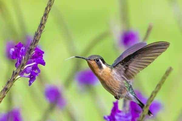 Fotoreis Costa Rica kolibri