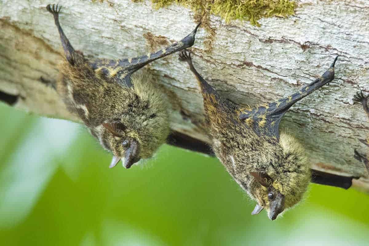 Twee vleermuizen hangend aan een tak in Costa Rica