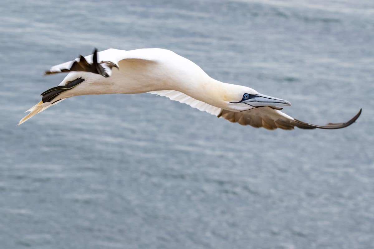 Fotoreis Helgoland Jan van Gent en zeehond 27 Fotoreis Helgoland Jan van Gent en zeehonden