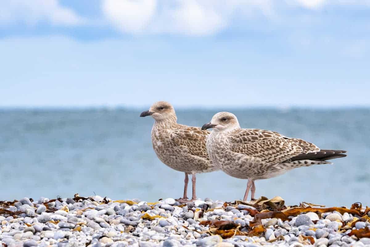 Fotoreis Helgoland Jan van Gent en zeehond 33 Fotoreis Helgoland zeemeeuw