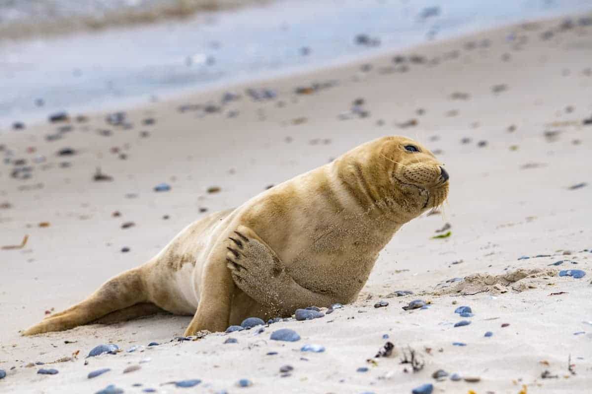 Fotoreis Helgoland Jan van Gent en zeehonden
