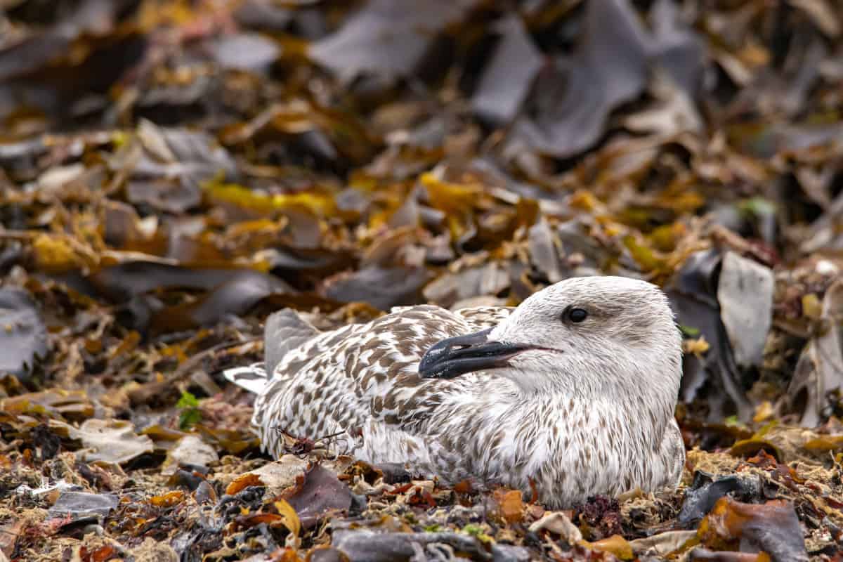 Fotoreis Helgoland Jan van Gent en zeehond 36 Fotoreis Helgoland zeemeeuw