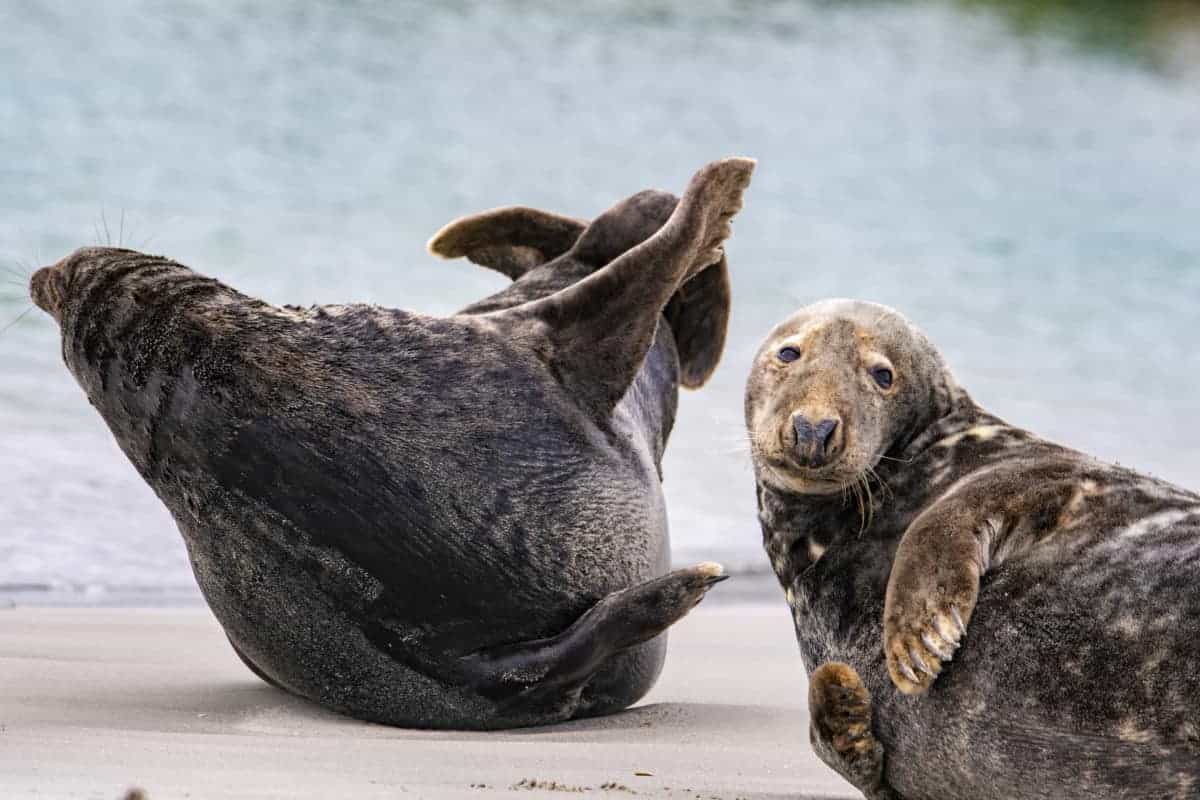 Fotoreis Helgoland Jan van Gent en zeehond 37 Fotoreis Helgoland Jan van Gent en zeehonden