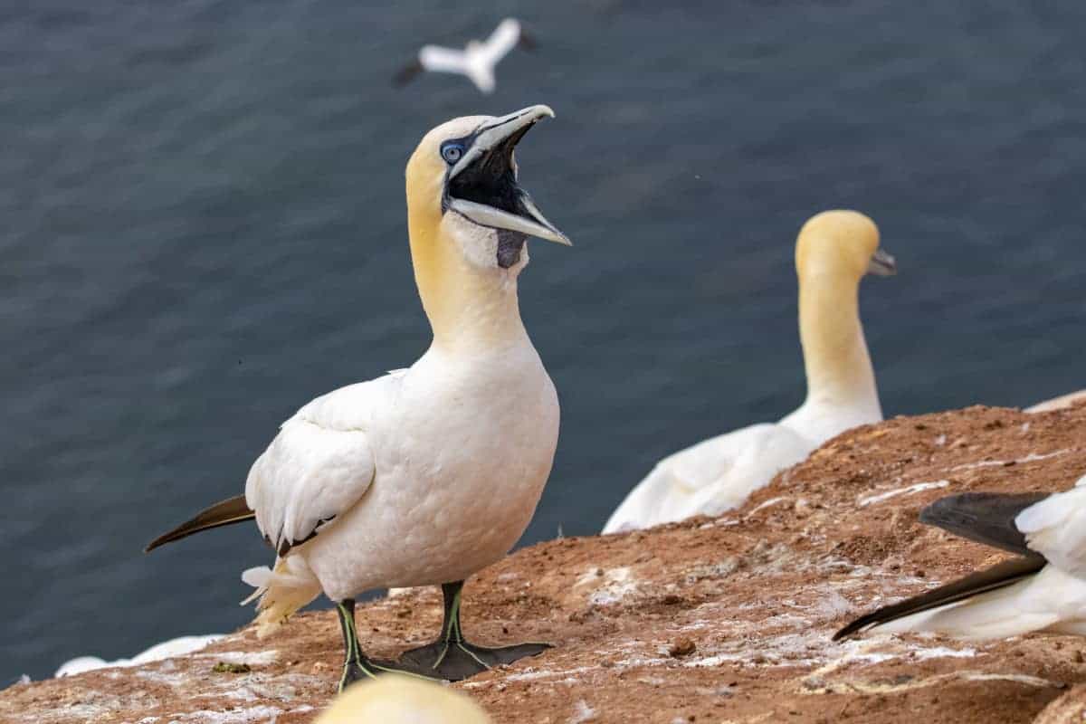 Fotoreis Helgoland Jan van Gent en zeehond 40 Fotoreis Helgoland Jan van Gent en zeehonden