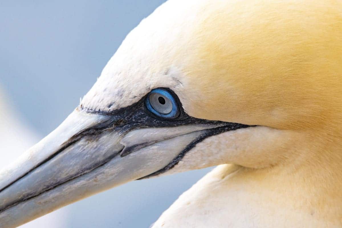 Fotoreis Helgoland Jan van Genten 01 Fotoreis Helgoland Jan van Gent in close-up
