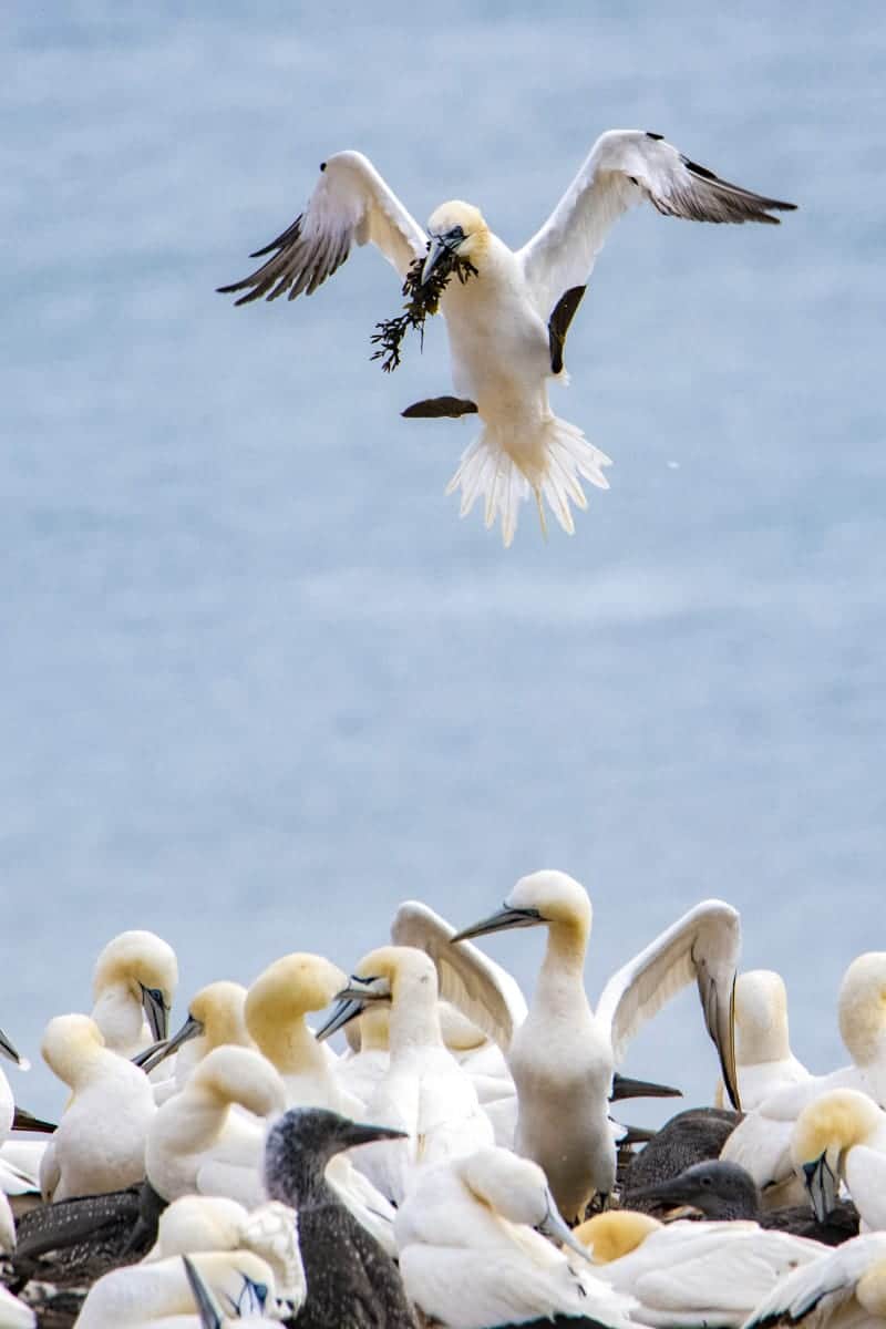 Fotoreis Helgoland Jan van Genten 02 Fotoreis Helgoland Jan van Gent landt met algen in bek