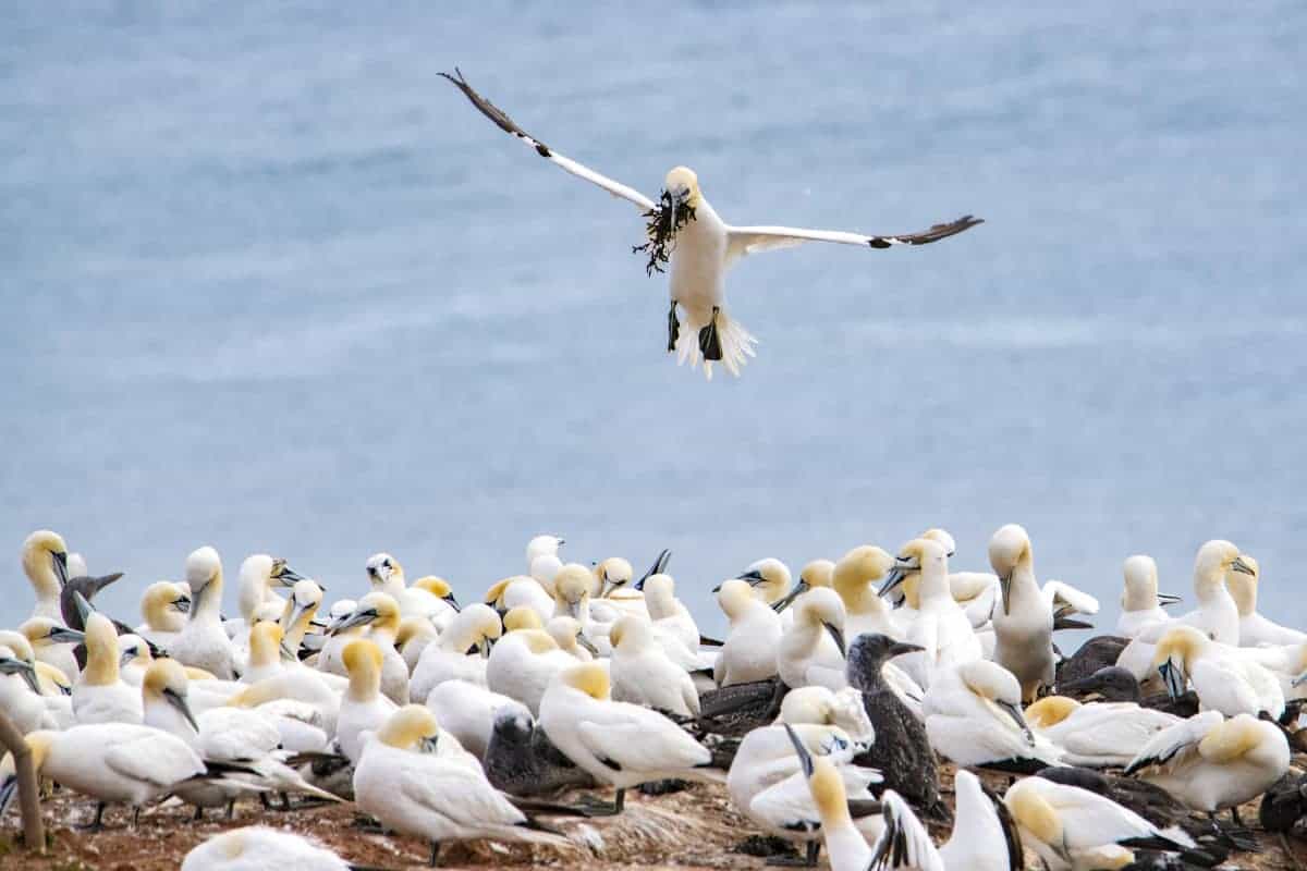 Fotoreis Helgoland Jan van Genten