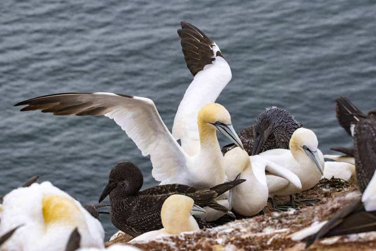 Fotoreis Helgoland Jan van Genten