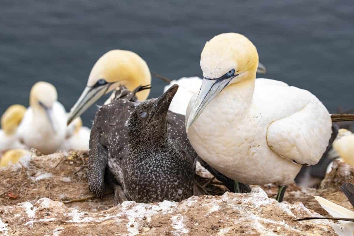 Fotoreis Helgoland Jan van Genten 10 Fotoreis Helgoland Jan van Genten