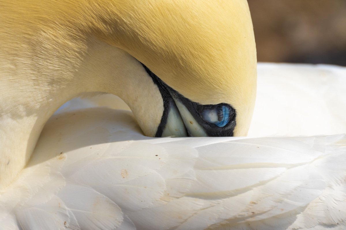 Fotoreis Helgoland Jan van Genten 15 Fotografie reis Helgoland Jan van Genten