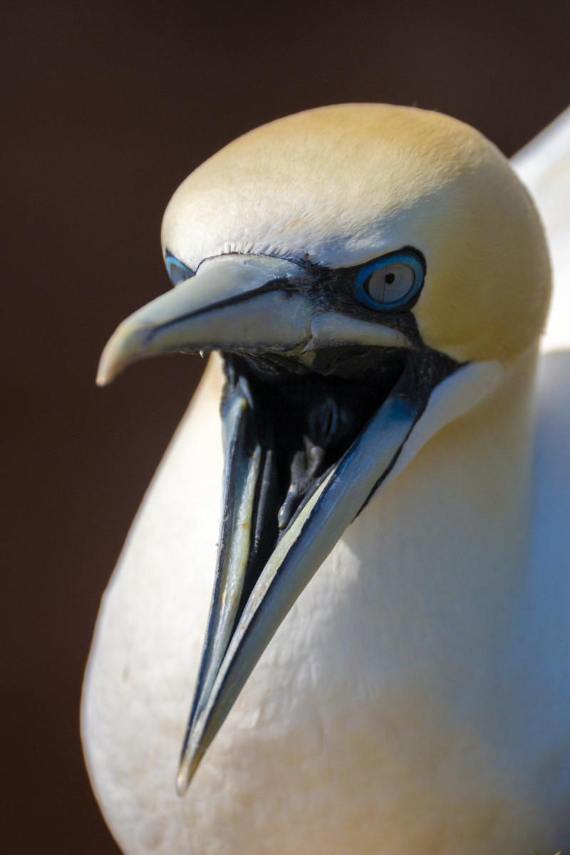 Fotoreis Helgoland Jan van Genten 17 Fotografie reis Helgoland Jan van Genten