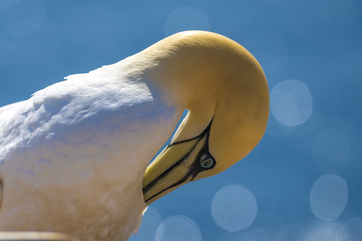 Fotoreis Helgoland Jan van Genten 19 Fotografie reis Helgoland Jan van Genten met bokeh