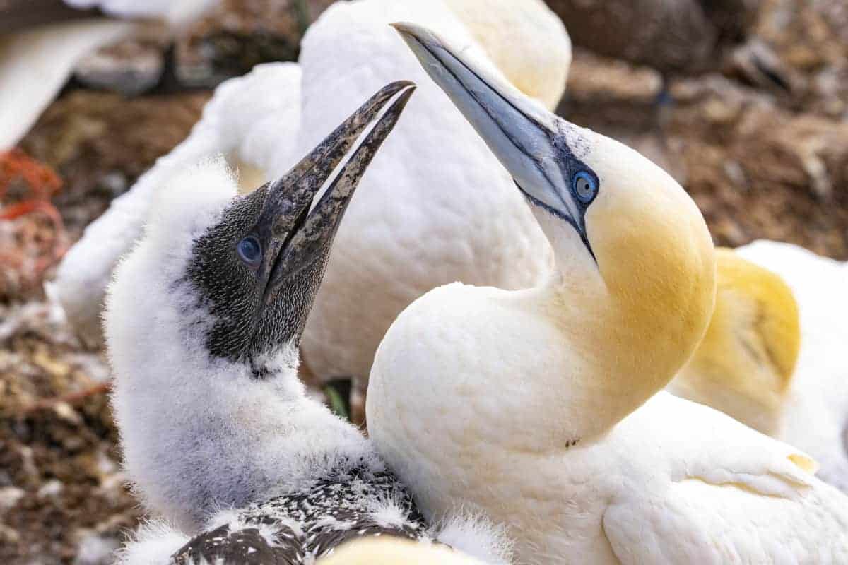 Fotoreis Helgoland Jan van Genten 22 Fotoreis Helgoland Jan van Genten