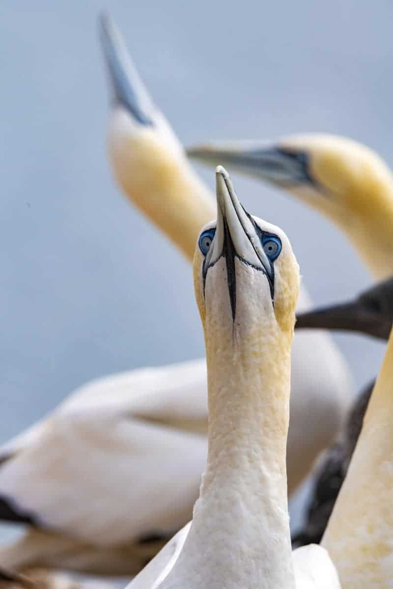 Fotoreis Helgoland Jan van Genten 23 Fotoreis Helgoland Jan van Genten