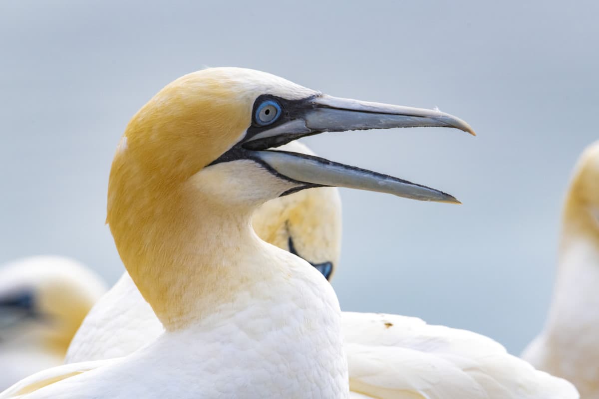 Fotoreis Helgoland Jan van Genten 26 Fotoreis Helgoland Jan van Genten