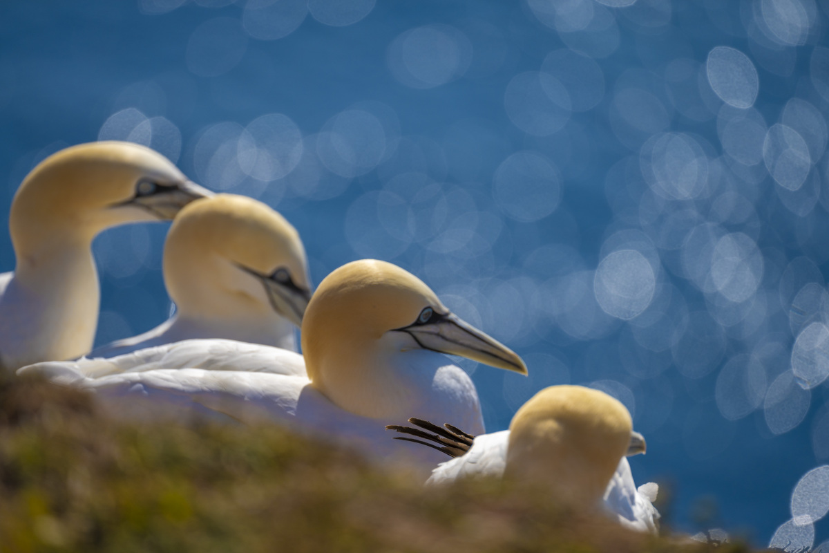 Fotoreis Helgoland Jan van Genten 29 Fotografie reis Helgoland Jan van Genten