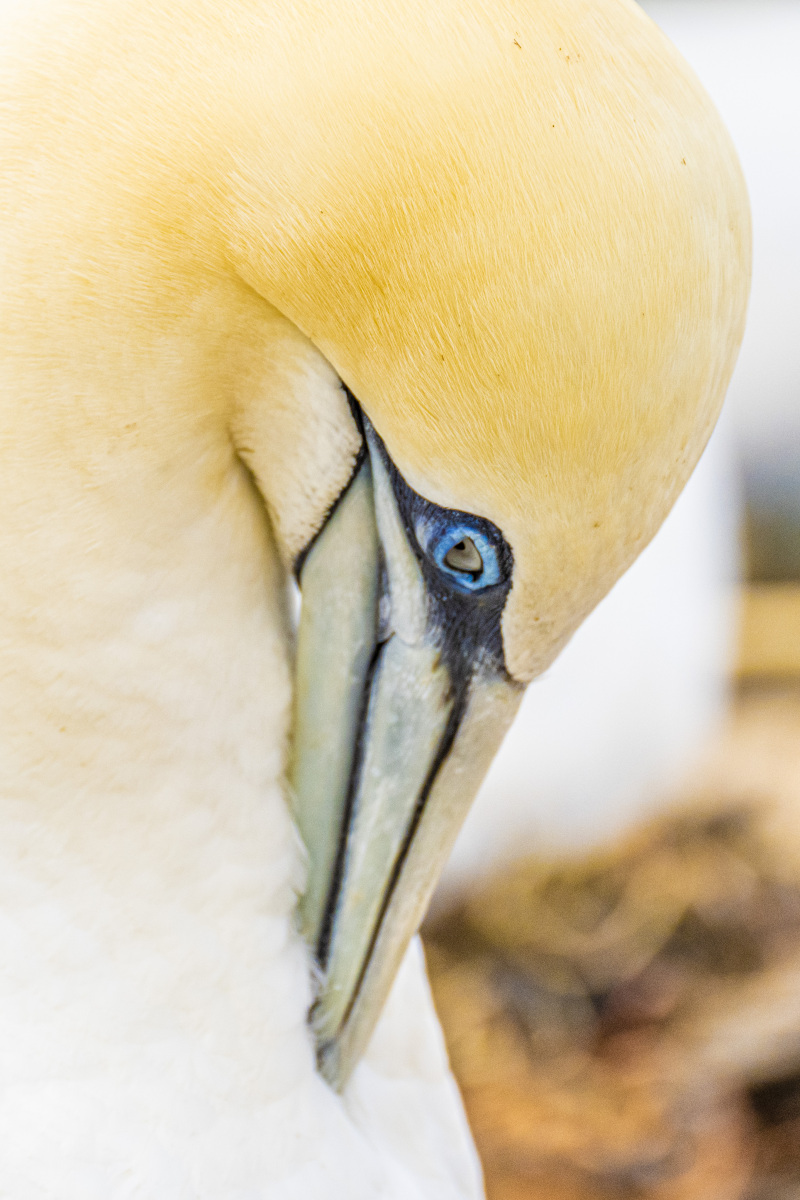 Fotoreis Helgoland Jan van Genten 47 Fotografie reis Helgoland Jan van Genten