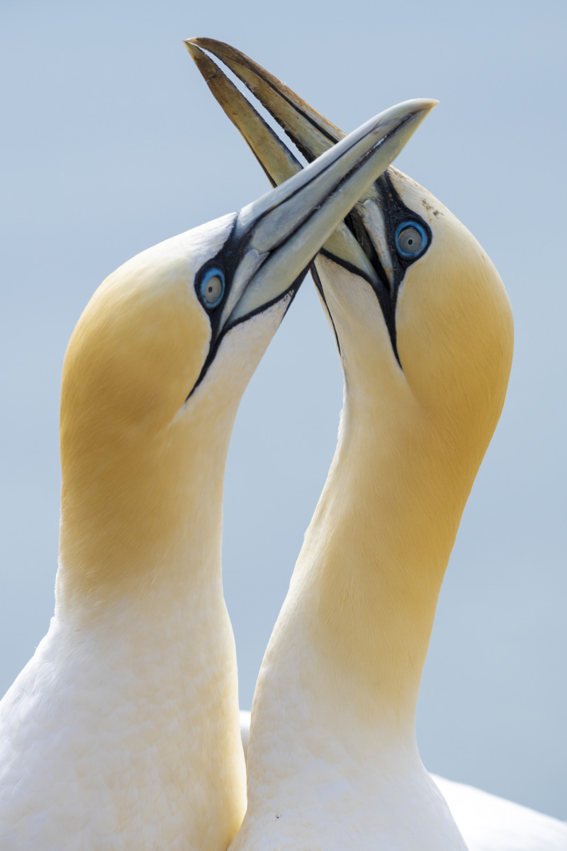 Fotoreis Helgoland Jan van Genten 9 Fotografie reis Helgoland Jan van Genten