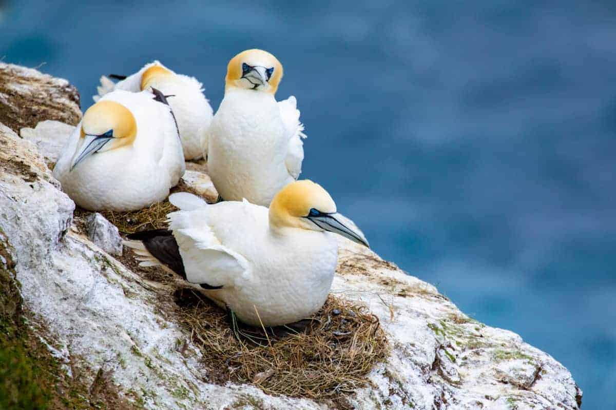 Fotoreis Helgoland - Jan van Genten op de rots
