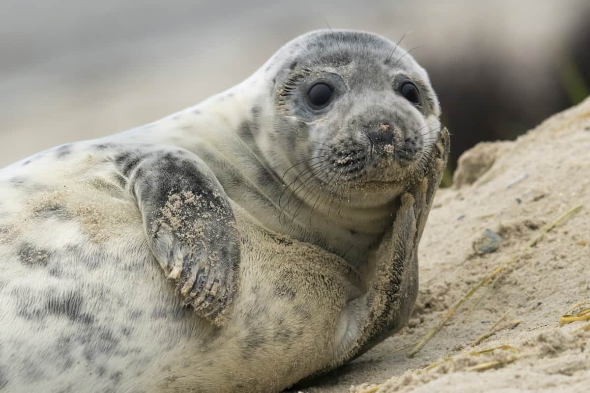 Fotoreis Helgoland Winter grijze zeehond 136 Fotoreis Helgoland Winter grijze zeehond pup