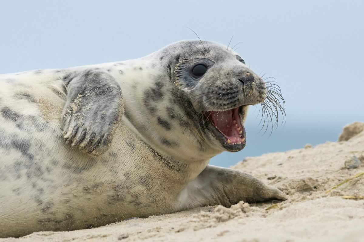 Fotoreis Helgoland Winter grijze zeehond 157 Fotoreis Helgoland Winter grijze zeehond