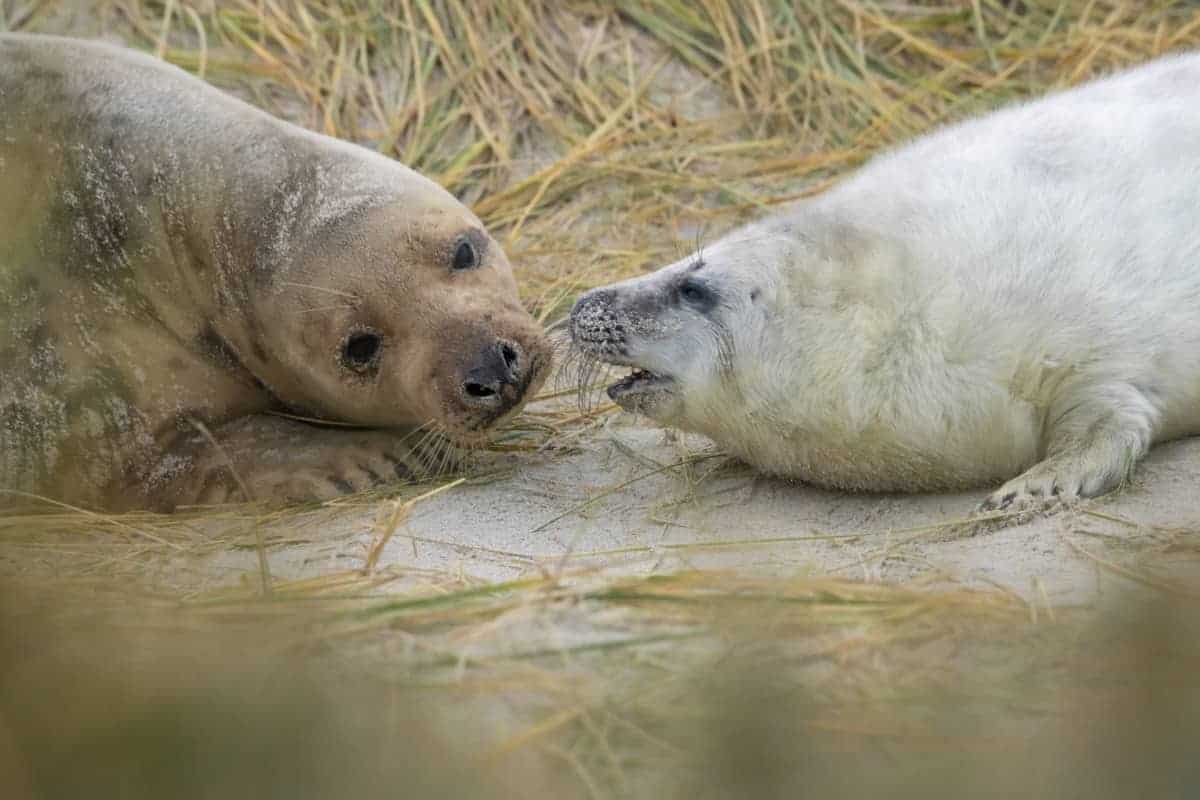 Moeder en pup grijze zeehond tijdens de fotoreis Helgoland Winter
