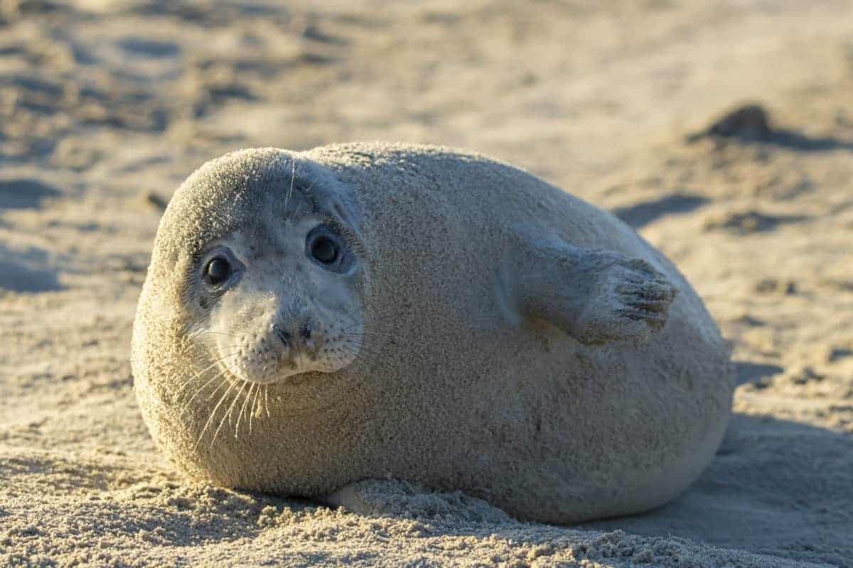 Fotoreis Helgoland Winter grijze zeehond 237 Fotoreis Helgoland Winter grijze zeehond pup