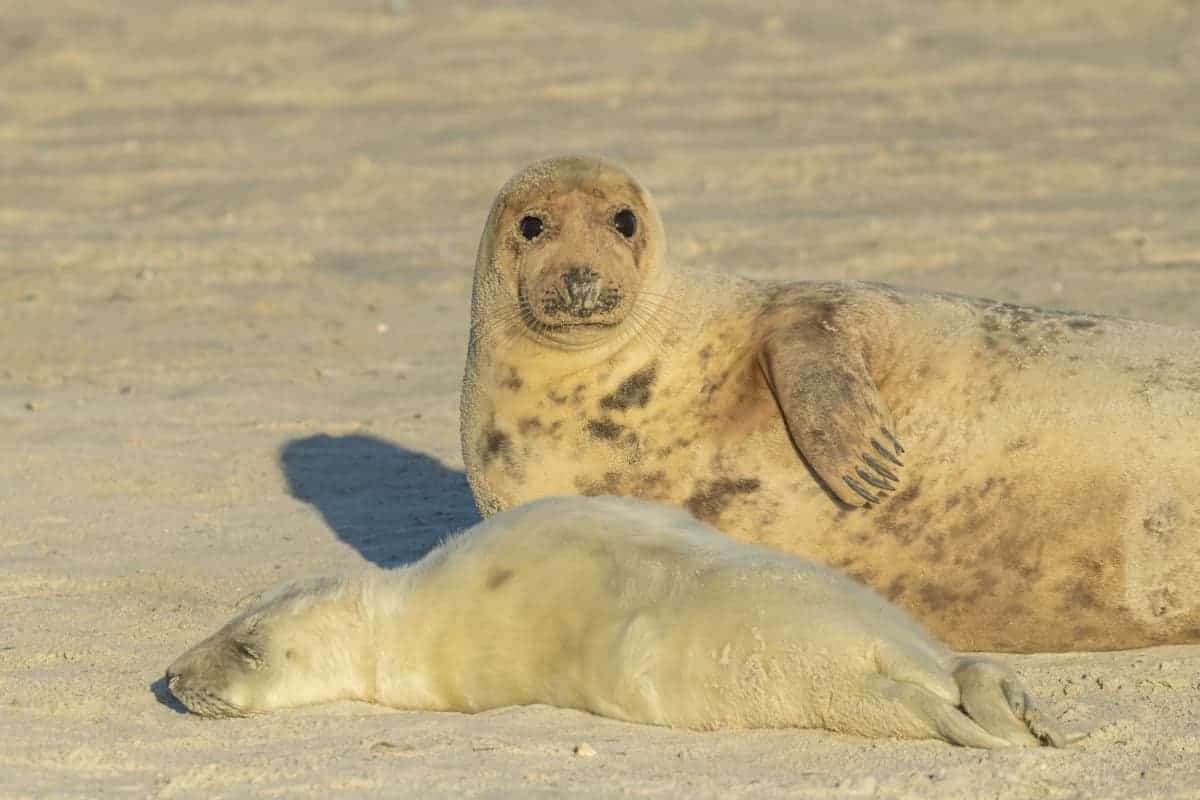 Moeder en pup grijze zeehond fotoreis Helgoland winter