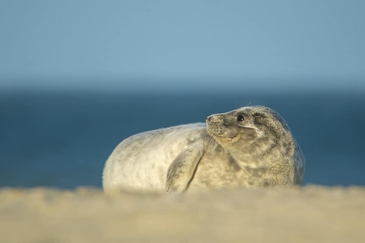 Fotoreis Helgoland Winter grijze zeehond 271 Fotoreis Helgoland Winter grijze zeehond pup